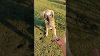 Dog puppy handshake training 🤝 🐕 🐾#doglover #handshake #bakarwaldog #dogtraining