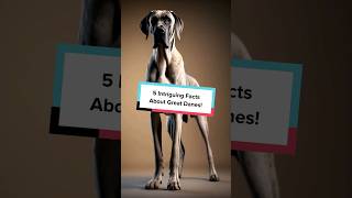 5 Intriguing Facts About Great Danes!