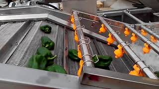 Vegetable washing machine pepper chili bubble washing line