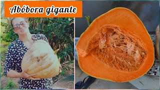 #Abóbora GIGANTE #abóbora #sitio #colheita #moranga #halloween #vegetablegarden