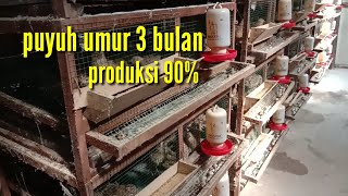 PUYUH PETELUR UMUR 3 BULAN PRODUKSI 90%