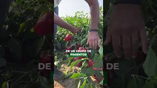 Pimiento de agroindustria 🫑 No te pierdas el video completo en nuestras otras redes sociales👏🏽