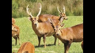 Indian Hog Deer ( Axis Porcinus) at Phu Khieo Wildlife Hyelaphus porcinus Part-1