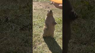 Cute Himalayan Marmots Enjoying Bread: Adorable Snack Time!#marmot #marmota #cuteanimals #cutemarmot