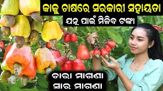 କାଜୁ ଚାଷରେ ସରକାରୀ ସହାୟତା || How to get Government facility for cashew plantation. #efarmingodisha