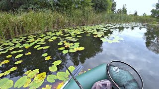 ЩУКИ ОБЕЗУМЕЛИ И ГНУТ СПИННИНГ! Рыбалка осенью на спиннинг.