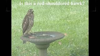 Is This a Red-Shouldered Hawk?