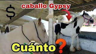 Caballos GYPSY -CUANTO CUSTA ?plaza ganadera o mercado de animales/ SANTIAGO TEANGUISTENCO