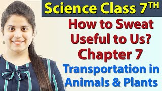 How to Sweat Useful to Us? - Chapter 7 - Transportation in Animals and Plants - Science Class 7th