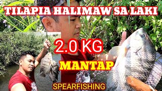 Pamamana ng Tilapia Halimaw sa Laki | Traditional fishing PANA | Pamamana 2021