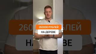 260000 рублей на дереве #деньги #инвестиции #бизнес