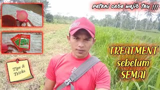 Cara TREATMENT benih tanaman Cabe