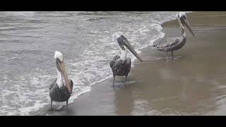 Pelicans on the beach