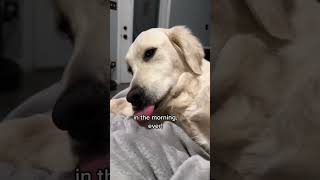 A total Monday vibe #goldenretrieverlife #goldenretrievers #funnydogvideos