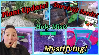 Holy Mist! Mystifying! Plant Update! #growingincontainers #survivalseed2024 #growfood