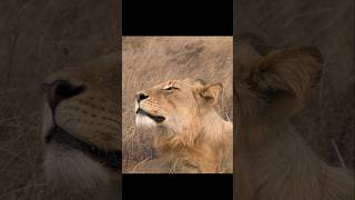 Beautiful  young male Lion #wildlife #cat#lion #greaterkruger #animals#bigcat#nature#naturelovers