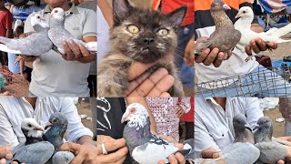 Jama Masjid kabootar Market Delhi🕊29-9-2024 part-2🕊Birds cat kabutar Market Delhi