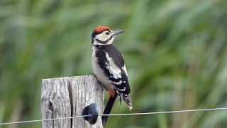 Goldcliff Birding #170 with Wagtail, Whinchat and Woodpecker