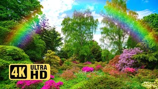 Beautiful Nature 4k Video || 4k Video Ultra HD Status