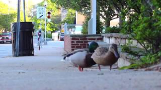 Mallards of Woods Hole