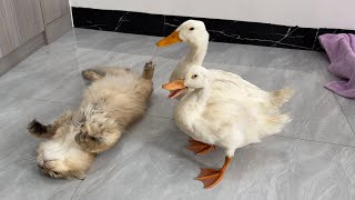 So funny and cute! The duck doesn't allow the cat to sleep on the floor. The cat is very angry