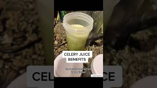 CELERY JUICE BENEFITS! In December of 2018 I recorded a podcast episode all about celery juice and h