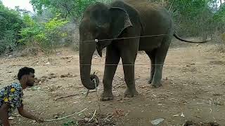 Udawalawa Elephants