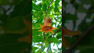 Viral Reels | Nature | Pomegranate Plant #shots