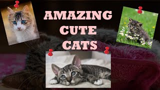 Amazing Cute Cats #cutecat #cute #cats