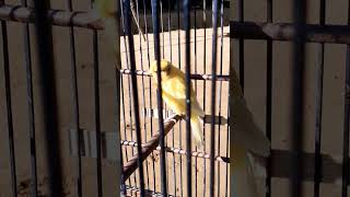 Kenari/suara kenari 🐦🤗#birds #viralvideo #feedshorts #trendingshorts