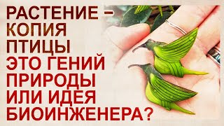 Кто создал организмы – бог, природа или команда биоинженеров? Примеры, факты, доводы и версии.