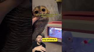 Mulher 🙆‍♀️ e Coruja 🦉#animals #reaction #history