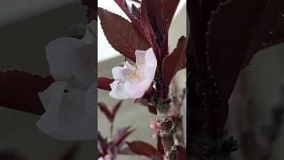 🍑✨ PEACH tree flowers 🌸 #shorts #gardening #spring #flowers #homestead #peach #peaches