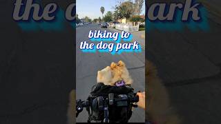 Doggy basket bike ride with two crazy Pomeranians