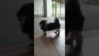 is your shih tzu afraid of thunderstorm ⛈