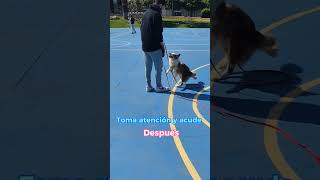 Reactividad en perros #adiestramientocanino