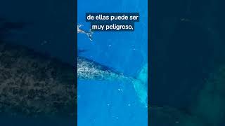 LAS BALLENAS PUEDEN EXPLOTAR #animales #curiosidades #shorts