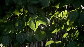 Relaxing Piano Music With Raindrop, Rain Sounds For Sleeping 3 Hours,