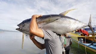 BLUEFIN TUNA PRICE 2,8 BILLION | THIS BLUE TUNA FOR SASHIMI