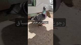 #السباق_بالحمام_الزاجل #تربية_الحمام_الزاجل #حمام #birds #kabootar #pigeon