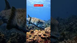 The Porcupine Fish -Silent Killer #viral #porcupinefish #facts #deepsea