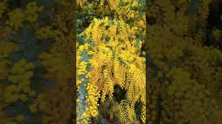 Golden Wattle Tree - Australian native tree