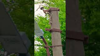 Indian Squirrel Play | गिलहरी रानी बड़ी सयानी | #viral #viralvideo #shortvideo #youtube #explore