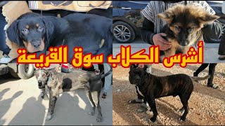 سوق الكلاب القريعة مع اضخم كلب، جراء الدانوه/جراء روت ويلر/كلب روت ويلر/بيرجي/كين كورسو