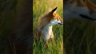 Fox in the Wild #jungle #fox #environment #shorts #viralvideo