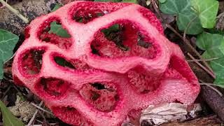 Clathrus Ruber ⛔ (05/10/2024) Circuit de Haute Coutance