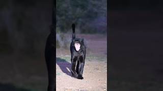 Leopard of Laikipia, showcasing her mesmerizing velvet coat.🖤  #shortvideo #youtubeshorts