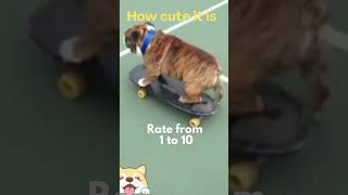 Cute animals - Funny actions