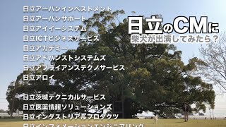 この木なんの木【日立CMパロディー】完全版