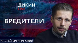 Несправедливость или тупиковая стратегия. Андрей Вигиринский. Дикий LIVE.